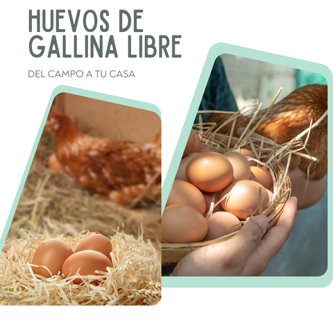 Huevos de Gallina Libre